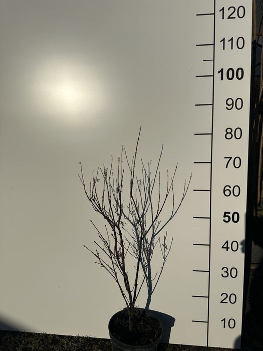 Klon palmowy Atropurpureum i Garnet