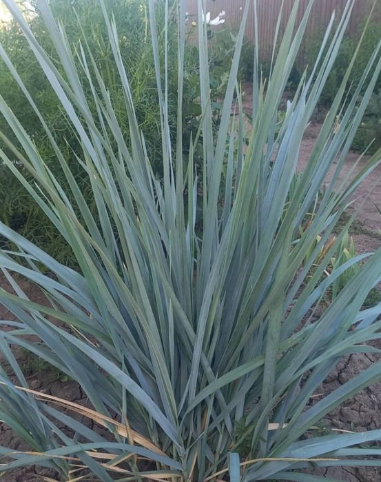 Фаляріс. Декоративна трава 2 види