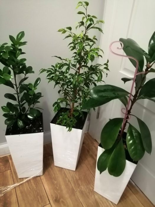Фікуси різні сорти , в офіс ,  на подарок