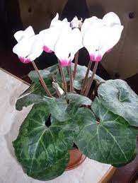 Цикломени насіння