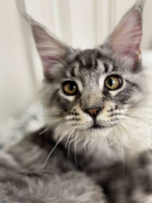 Мейн Кун - серебристый котенок с кисточками