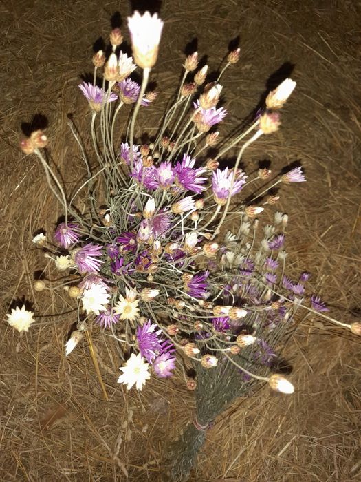 Сухоцвіт ксерантемум, кермек