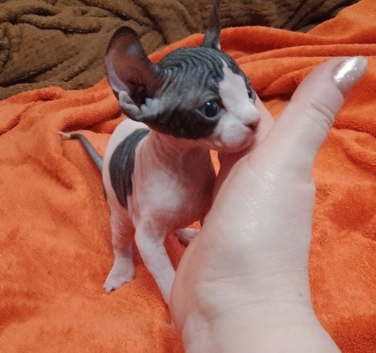 Хлопчик канадського сфінкса Ельф. Біколор.