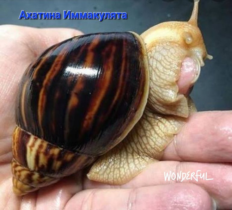 ЦЕНА СНИЖЕНА! Ахатины разные Акция