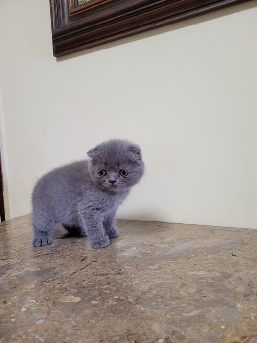 Scottish fold de boa linhagem