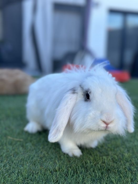 2 coelhos anoes ( meninas )