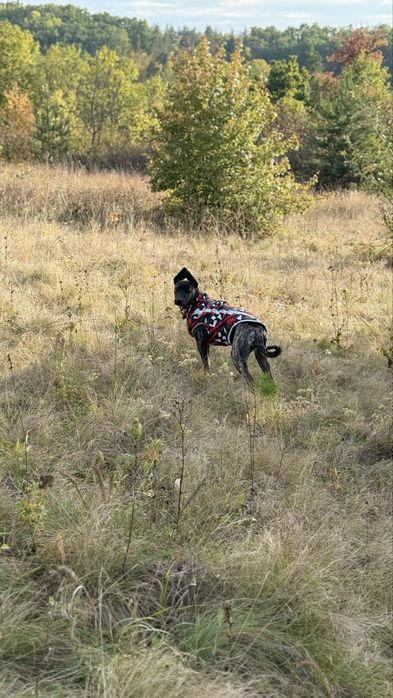 Загубилась собака, поверніть за винагороду