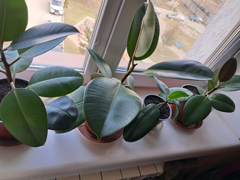 Фикус фікус каучуконосный