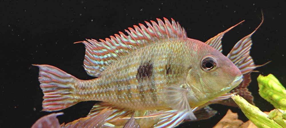 Ziemiojady geophagus Red head tapajos 3 sz