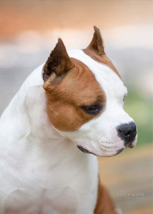 Amstaff ZKWP FCI American Staffordshire Terrier