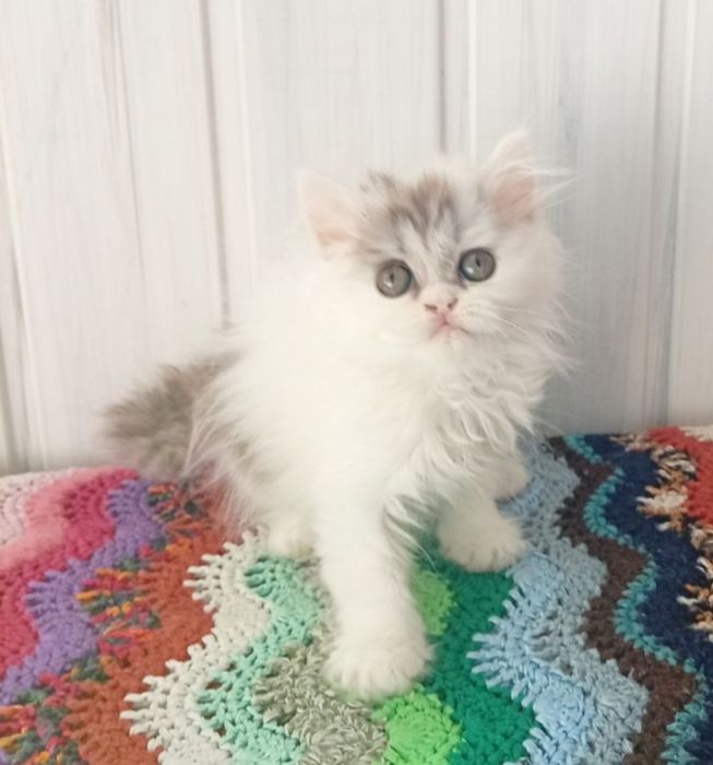 Дуже класна дівчинка.  Котёнок,  кошенята