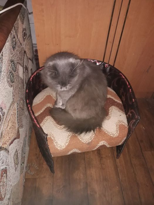 Домик для кошки, небольшой собачки