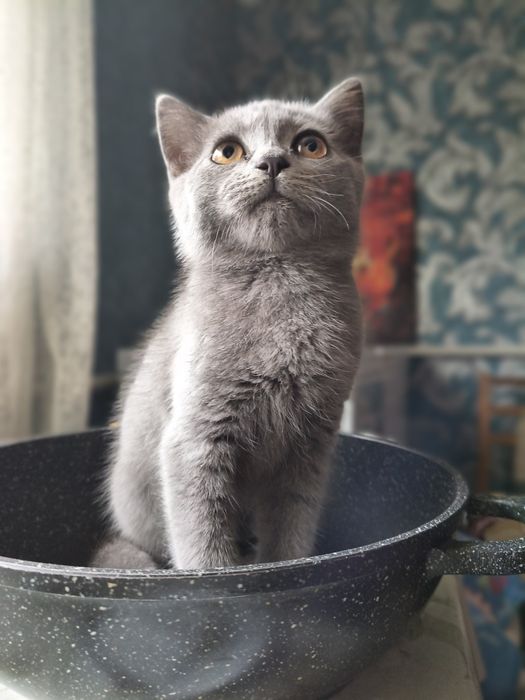 Сибірське кошеня хлопчик (метис)