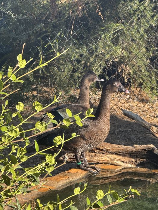 Patos Cairina moschata