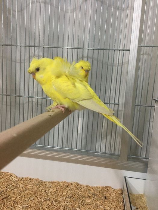 Periquitos hangoromos