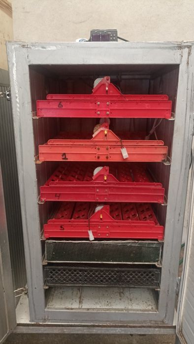 Chicadeiras e jaulas para postura