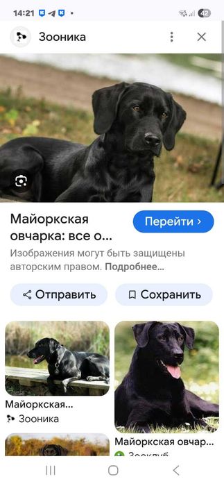 Собака  народила чудових цуценят майорскої вівчарки