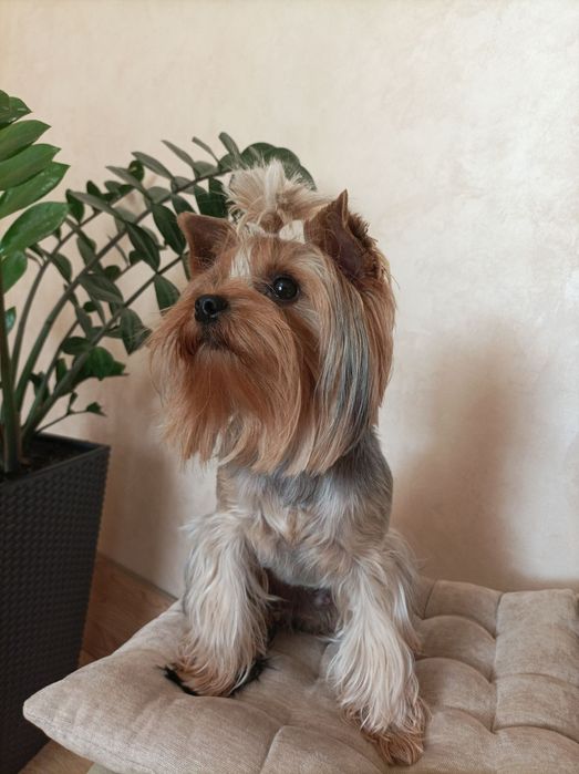 Вязка -йоркширский терьер