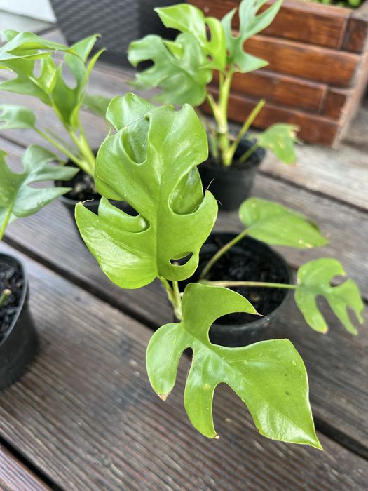 Monstera mibima 2 sztuki