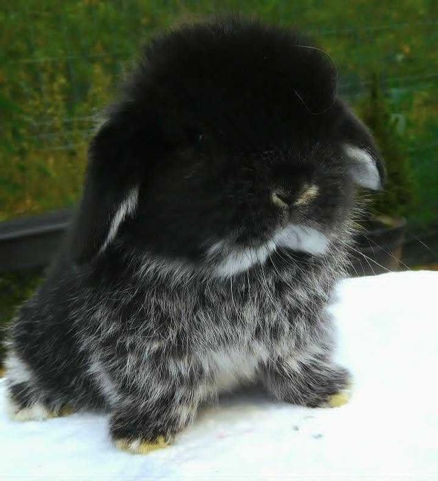 Śliczne króliczki Mini Lop