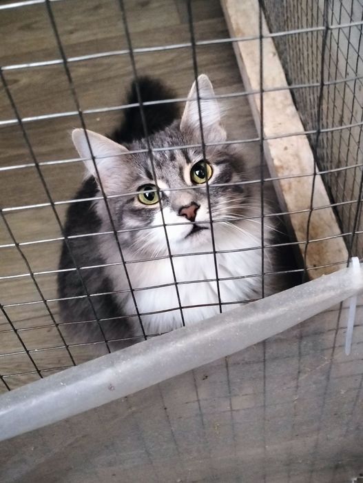 Отдам бесплатно котят.7 мес.