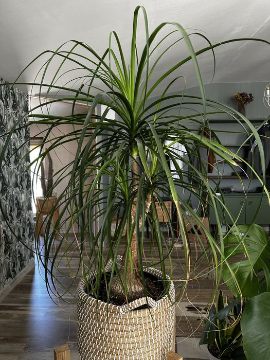 Пальма Ноліна Бокарнея