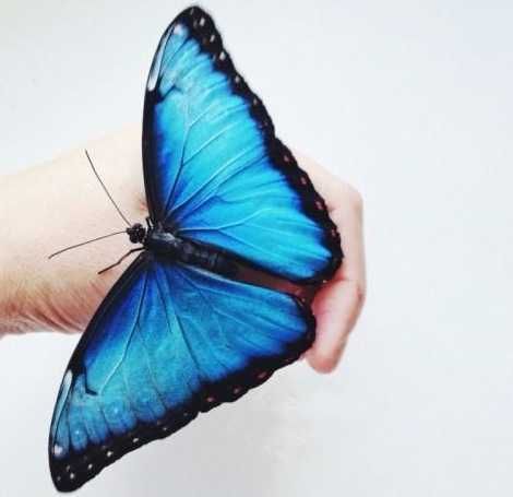 Живий метелик Блакитна Морфо