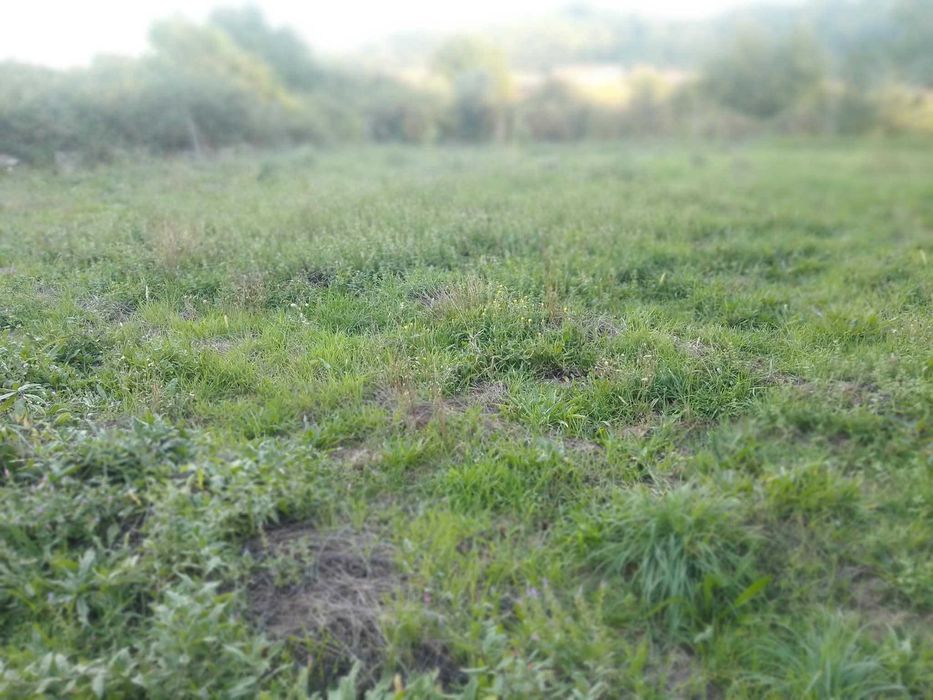 Terreno para construção ou cultivo em Castro Daire, Viseu