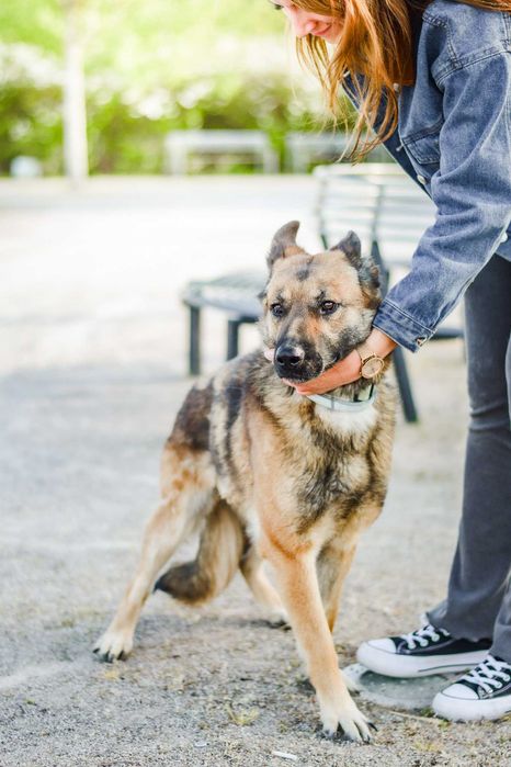 Śliwka wraca z adopcji.. czy musi wrócić do schroniskowego boksu..?