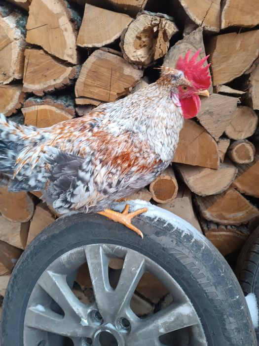 Петух породы Легбар