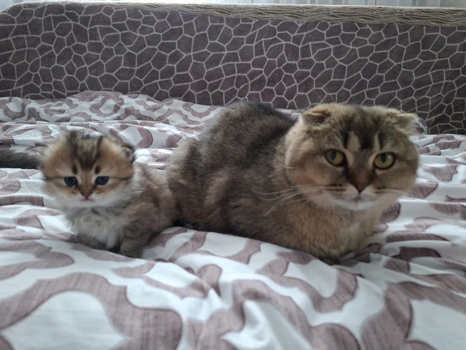 Кошеня золота шиншилла Бронювання