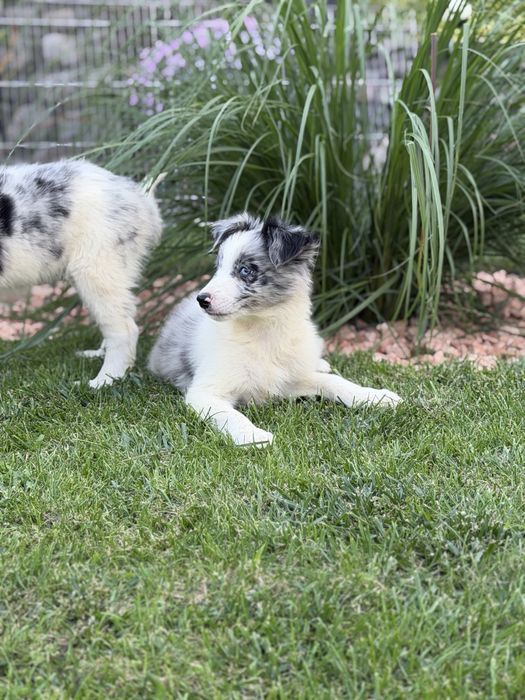 Piesek blue merle border collie