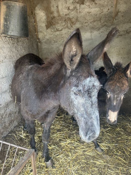 Vendo burro e sua cria