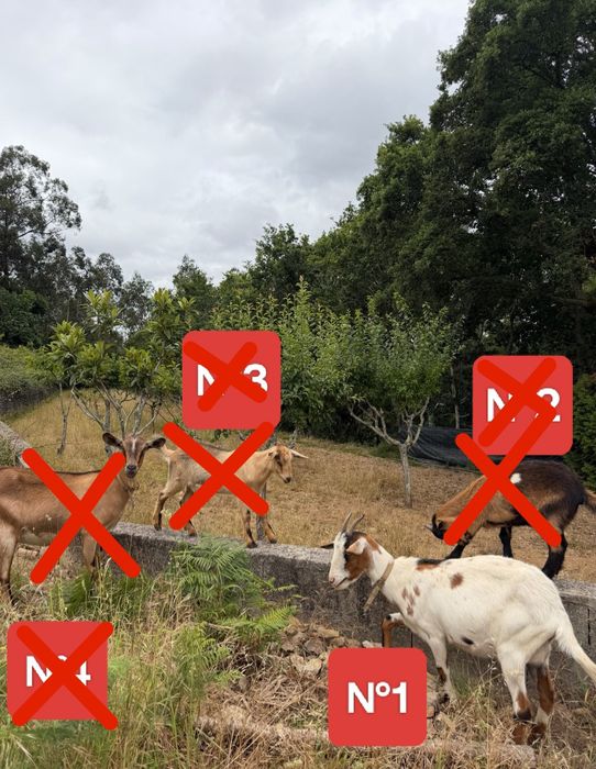 Cabras - Excelentes para Limpeza de Terrenos e Criação (Lote ou Unidade)