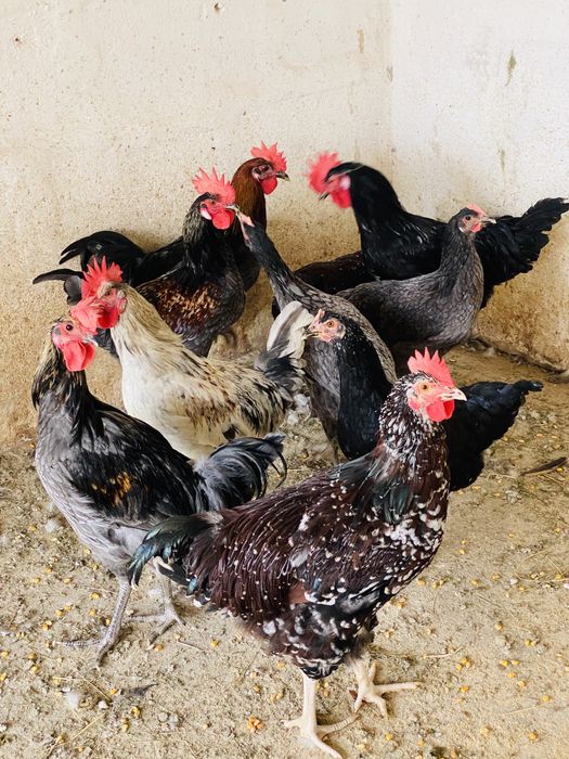 Ovos de galinha de várias raças.