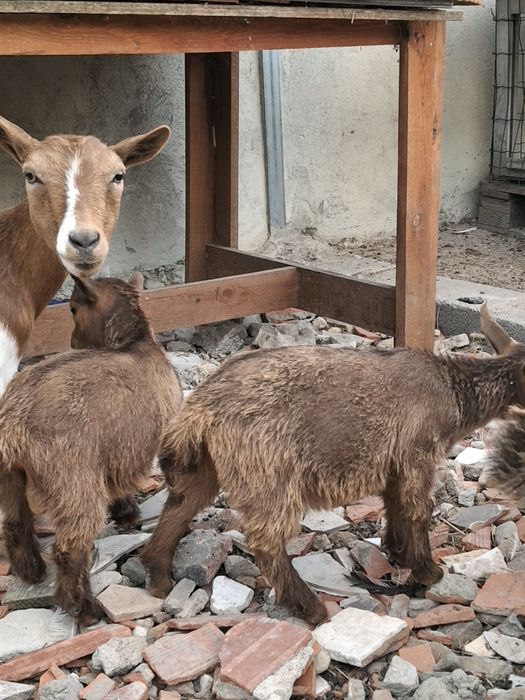 Casal cabras micro anãs