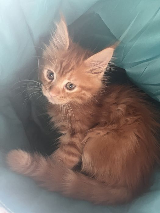 Дівчинка красуня