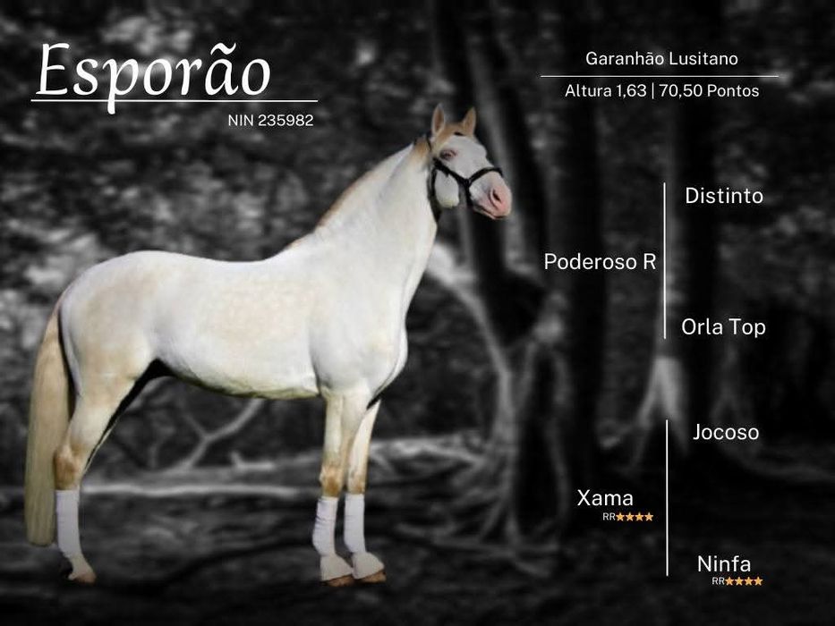 Garanhao lusitano pontuado