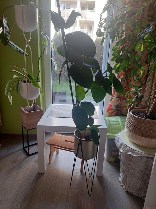 Fikus sprężysty elastica roślina kwiat duży 80 cm