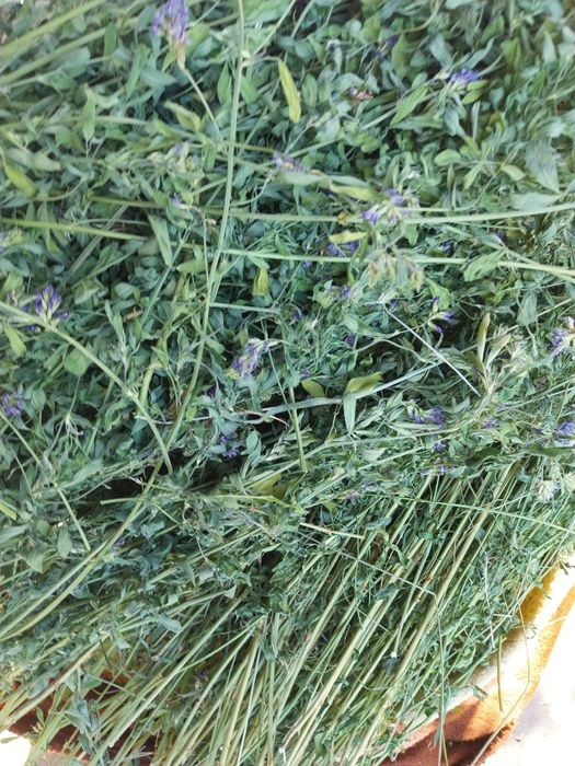 Люцерна     суха