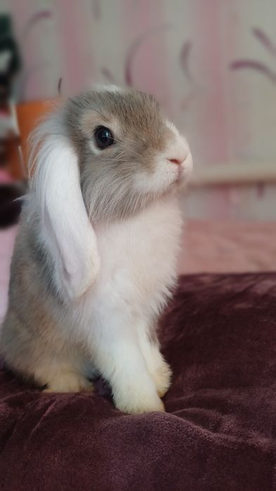 Кролик декоративний з документами.