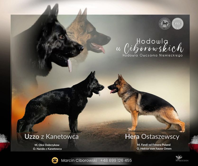 Owczarki niemieckie
