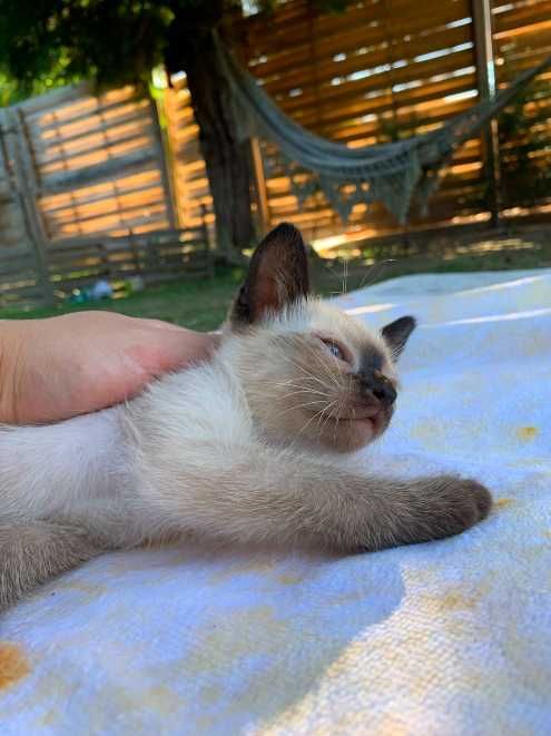 gatinho bebé 2 meses siames