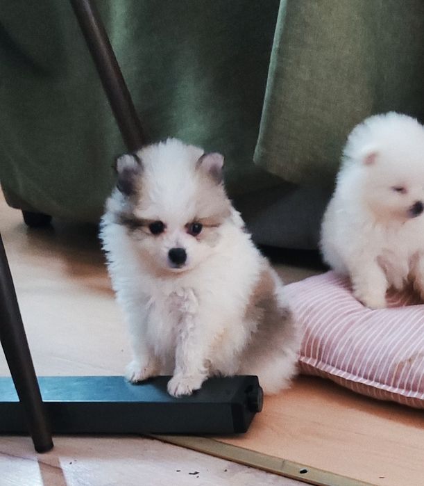 Дівчатка у вільному доступі