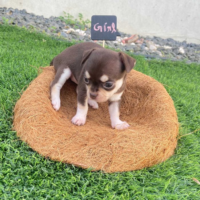 Chihuahua de Pelo Curto