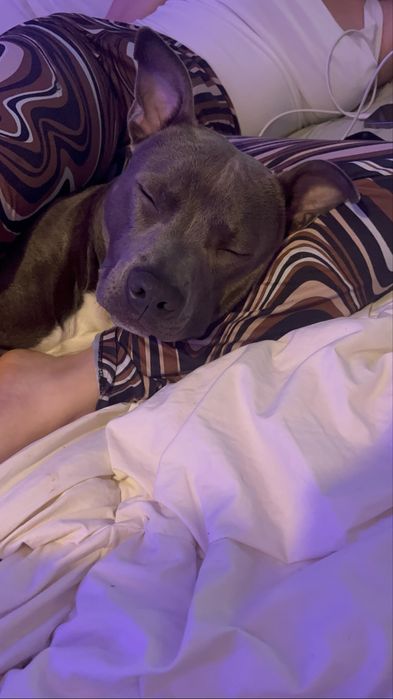 staffordshire bull terrier para venda