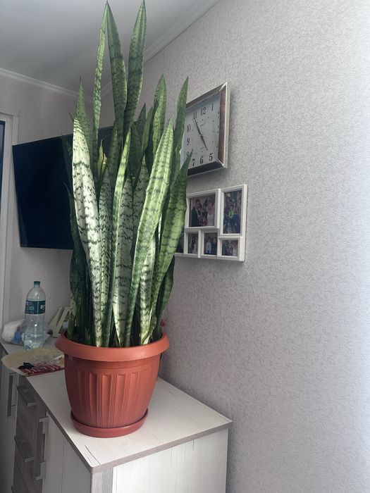 Продам сансевьєрію ( тещін язик ,