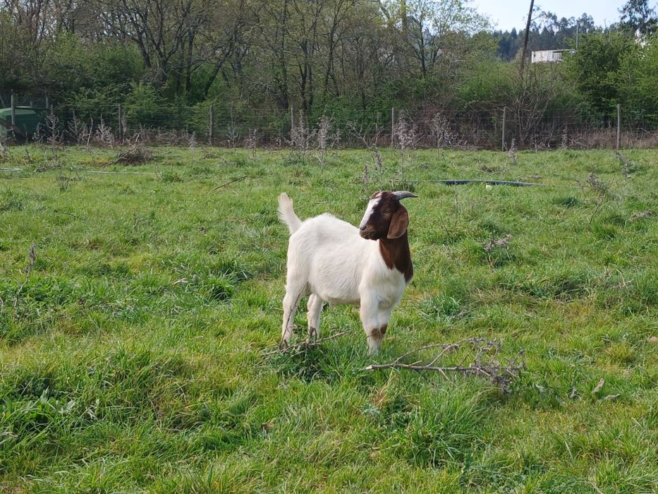 Cabritos  Raça Boer