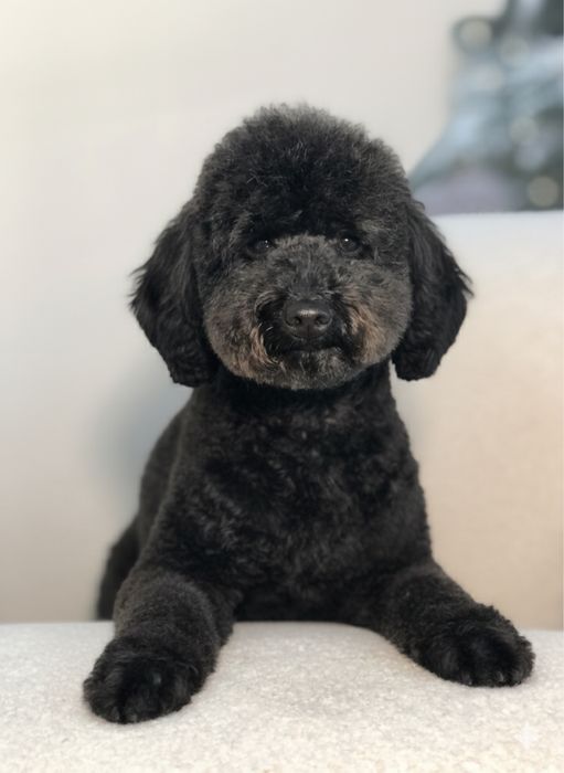 Грумінг,грумер тернопіль