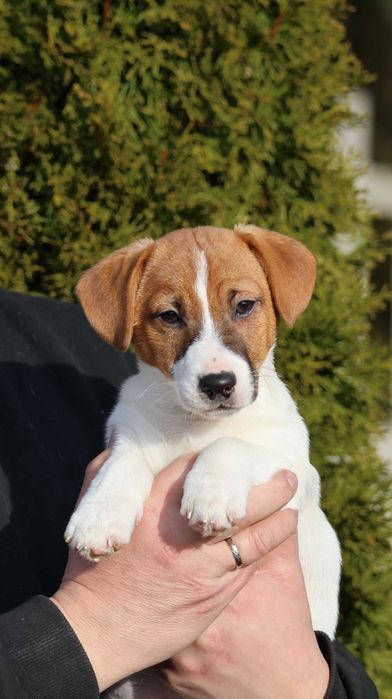Śliczny Jack Russell Terrier ZKwP FCI-piesek z wzorcowej hodowli